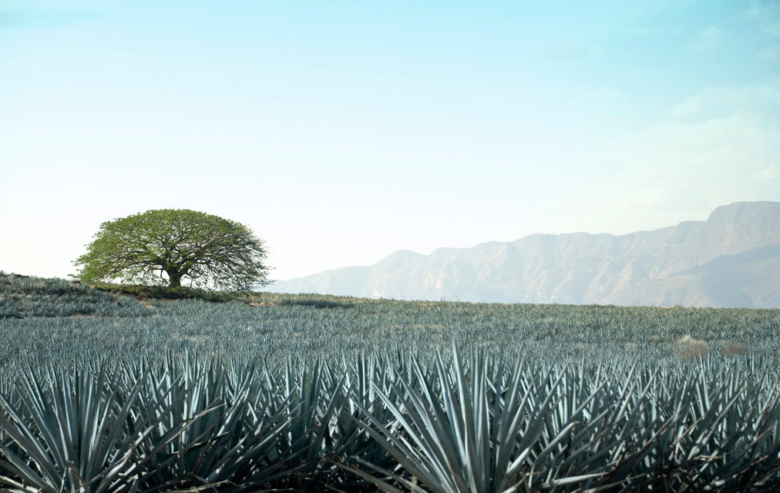 Celebrarán Arandas, Atotonilco el Alto y Tepatitlán primer Festival del Tequila Gourmet